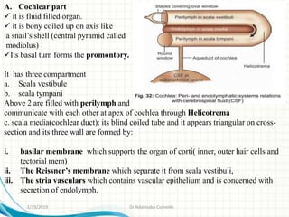 A. Cochlear part
 it is fluid filled organ.
 it is bony coiled up on axis like
a snail’s shell (central pyramid called
modiolus)
Its basal turn forms the promontory.
It has three compartment
a. Scala vestibule
b. scala tympani
Above 2 are filled with perilymph and
communicate with each other at apex of cochlea through Helicotrema
c. scala media(cochlear duct): its blind coiled tube and it appears triangular on cross-
section and its three wall are formed by:
i. basilar membrane which supports the organ of corti( inner, outer hair cells and
tectorial mem)
ii. The Reissner’s membrane which separate it from scala vestibuli,
iii. The stria vasculars which contains vascular epithelium and is concerned with
secretion of endolymph.
2/19/2019 Dr Ndayisaba Corneille
 