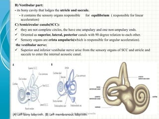 B) Vestibular part:
- its bony cavity that lodges the utricle and saccule.
- it contains the sensory organs responsible for equilibrium ( responsible for linear
acceleration)
C) Semicircular canals(SCC):
 they are not complete circles, the have one ampulary and one non-ampulary ends.
 Oriented as superior, lateral, posterior canals with 90 degree relation to each other.
 Sensory organs are crista ampularis(which is responsible for angular acceleration).
the vestibular nerve:
 Superior and inferior vestibular nerve arise from the sensory organs of SCC and utricle and
saccule to enter the internal acoustic canal.
2/19/2019 Dr Ndayisaba Corneille
 