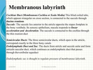Membranous labyrinth
Cochlear Duct (Membranous Cochlea or Scala Media) This blind coiled tube,
which appears triangular on cross section, is connected to the saccule through
ductus reunions
Saccule: The saccule lies anterior to the utricle opposite the stapes footplate in
the bony vestibule. Its sensory epithelium, macula responds to linear
acceleration and deceleration. The saccule is connected to the cochlea through
the thin reunion duct
Semicircular Ducts: The three semicircular ducts, which open in the utricle,
correspond exactly to the three bony canals
Endolymphatic Duct and Sac: The ducts from utricle and saccule unite and form
utriculo saccular duct, which continues as endolymphatic duct that passes
through thevestibular aqueduct
Endolymphatic sac is thought to regulate pressure of membranous labyrinth.
2/19/2019 Dr Ndayisaba Corneille
 