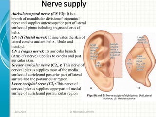 Auriculotemporal nerve (CN V3): It is a
branch of mandibular division of trigeminal
nerve and supplies anterosuperior part of lateral
surface of pinna including tragusand crus of
helix.
CN VII (facial nerve): It innervates the skin of
lateral concha and antihelix, lobule and
mastoid.
CN X (vagus nerve): Its auricular branch
(Arnold’s nerve) supplies to concha and post
auricular skin.
Greater auricular nerve (C2,3): This nerve of
cervical plexus supplies most of the medial
surface of auricle and posterior part of lateral
surface and the postauricular region.
Lesser occipital nerve (C2): This nerve of
cervical plexus supplies upper part of medial
surface of auricle and postauricular region.
Nerve supply
2/19/2019 Dr Ndayisaba Corneille
 