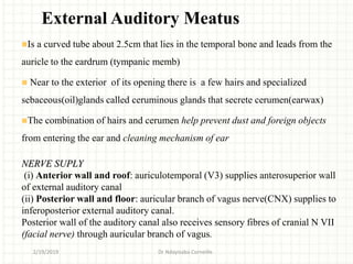 Is a curved tube about 2.5cm that lies in the temporal bone and leads from the
auricle to the eardrum (tympanic memb)
 Near to the exterior of its opening there is a few hairs and specialized
sebaceous(oil)glands called ceruminous glands that secrete cerumen(earwax)
The combination of hairs and cerumen help prevent dust and foreign objects
from entering the ear and cleaning mechanism of ear
NERVE SUPLY
(i) Anterior wall and roof: auriculotemporal (V3) supplies anterosuperior wall
of external auditory canal
(ii) Posterior wall and floor: auricular branch of vagus nerve(CNX) supplies to
inferoposterior external auditory canal.
Posterior wall of the auditory canal also receives sensory fibres of cranial N VII
(facial nerve) through auricular branch of vagus.
External Auditory Meatus
2/19/2019 Dr Ndayisaba Corneille
 