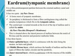 Eardrum(tympanic membrane)
It is a thin,semitransparent partiton between the external auditory canal and
middle ear.
It has two parts :(a) Pars Tensa:
 It forms most of tympanic membrane..
 Its periphery is thickened to form a fibro cartilaginous ring called the
annulus tympanicus which fits in the tympanic sulcus.
 The central part is tented inwards at the level of the tip of malleus and is
called the umbo.
(b) Pars Flaccida (Shrapnel's Membrane)
• This is situated above the lateral process of malleus between the notch of
Rivinus and the anterior and posterior malleolar folds.
It has three layers:
(i) Outer epithelial layer, which is continuous with the skin lining the
meatus. no hairs and glands
(ii) Middle fibrous layer, which encloses the handle of malleus and has three
types of fibres-the radial, circular and the parabolic.
(iii) Inner mucosal layer, which is continuous with the mucosa of the middle
ear
2/19/2019 Dr Ndayisaba Corneille
 