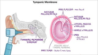 Tympanic Membrane