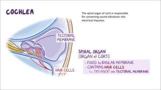 The spiral organ of corti is responsible
for converting sound vibrations into
electrical impulses