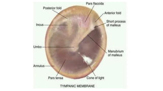 Lobulus Ear EAR ANATOMY.pdf 1st prof anatomy of human ear | PDF