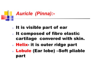 Auricle (Pinna):-
 It is visible part of ear
 It composed of fibro elastic
cartilage convered with skin.
 Helix- it is outer ridge part
 Lobule (Ear lobe) –Soft pliable
part
 