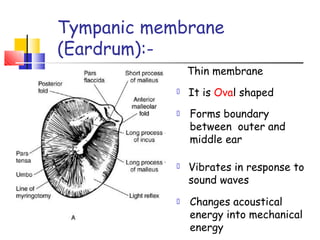 Tympanic membrane
(Eardrum):-
Thin membrane
It is Oval shaped
Forms boundary
between outer and
middle ear
Vibrates in response to
sound waves
Changes acoustical
energy into mechanical
energy
 