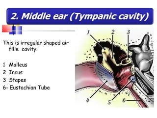 d
This is irregular shaped air
fille cavity.
1 Malleus
2 Incus
3 Stapes
6- Eustachian Tube
 