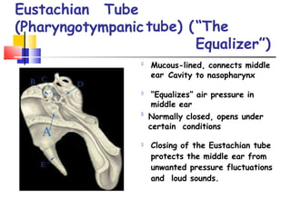 Eustachian Tube
(Pharyngotympanictube) (“The
Equalizer”)
Mucous-lined, connects middle
ear Cavity to nasopharynx
“Equalizes” air pressure in
middle ear
Normally closed, opens under
certain conditions
Closing of the Eustachian tube
protects the middle ear from
unwanted pressure fluctuations
and loud sounds.
 