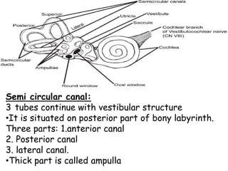 Semi circular canal:
3 tubes continue with vestibular structure
•It is situated on posterior part of bony labyrinth.
Three parts: 1.anterior canal
2. Posterior canal
3. lateral canal.
•Thick part is called ampulla
 