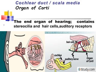 23
Cochlear duct / scala media
Organ of Corti

The end organ of hearing; contains
stereocilia and hair cells,auditory receptors
 