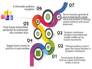 Sound waves & vibration
from air travels [332mtr/sec]
enters in pinna
O1
Through auditory canal it
goes and cause vibration in
Tympanic membrane.
O2
Tympanic membrane
vibration transmitted and
amplify middle ear by
ossicle movements
O3
Stapes bone moves to
and fro in oval window.
O4
Fluid waves transmitted:
perilymph & endolymph
into cochlear duct
O5
It stiimulate auditory
receptors O6
Nerve impulses generate &
pass to brain by 8th cranial
nerve and reaches to hearing
areaof cerebrum and sound
preserved.
O7
 