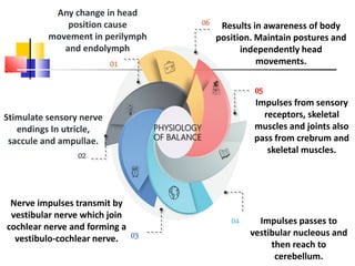 01
Any change in head
position cause
movement in perilymph
and endolymph
02
Stimulate sensory nerve
endings In utricle,
saccule and ampullae.
03
Nerve impulses transmit by
vestibular nerve which join
cochlear nerve and forming a
vestibulo-cochlear nerve.
04 Impulses passes to
vestibular nucleous and
then reach to
cerebellum.
05
Impulses from sensory
receptors, skeletal
muscles and joints also
pass from crebrum and
skeletal muscles.
06 Results in awareness of body
position. Maintain postures and
independently head
movements.
PHYSIOLOGY
OF BALANCE
 