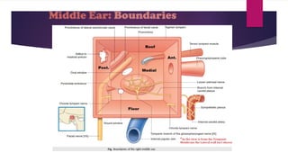 Middle Ear Rectangular Room EAR ANATOMY CLASS showing divisions of ear | PPTX