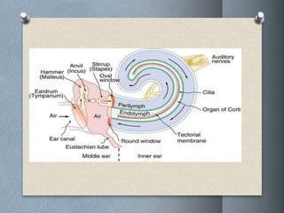 Ear & Auditory pathway | PPTX