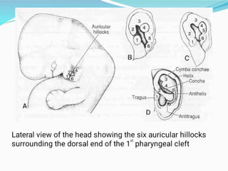 Ear development.pdf embryology of the human ear | PPT