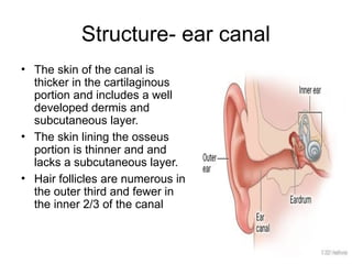 Ear Diseases.pptx .Ear diseases pathanatomy MBBS student | PPTX