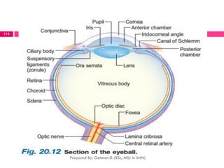 Prepared By: Getenet D. (BSc, MSc in AHN)
113
 