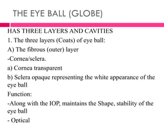 THE EYE BALL (GLOBE)
HAS THREE LAYERS AND CAVITIES
1. The three layers (Coats) of eye ball:
A) The fibrous (outer) layer
-Cornea/sclera.
a) Cornea transparent
b) Sclera opaque representing the white appearance of the
eye ball
Function:
-Along with the IOP, maintains the Shape, stability of the
eye ball
- Optical
 