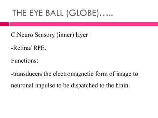 THE EYE BALL (GLOBE)…..
C.Neuro Sensory (inner) layer
-Retina/ RPE.
Functions:
-transducers the electromagnetic form of image to
neuronal impulse to be dispatched to the brain.
 