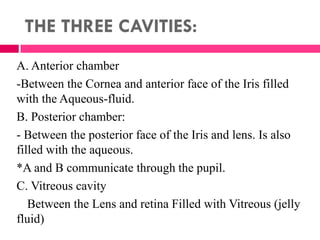 THE THREE CAVITIES:
A. Anterior chamber
-Between the Cornea and anterior face of the Iris filled
with the Aqueous-fluid.
B. Posterior chamber:
- Between the posterior face of the Iris and lens. Is also
filled with the aqueous.
*A and B communicate through the pupil.
C. Vitreous cavity
Between the Lens and retina Filled with Vitreous (jelly
fluid)
 