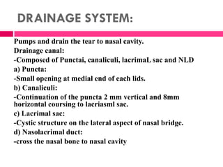 DRAINAGE SYSTEM:
Pumps and drain the tear to nasal cavity.
Drainage canal:
-Composed of Punctai, canaliculi, lacrimaL sac and NLD
a) Puncta:
-Small opening at medial end of each lids.
b) Canaliculi:
-Continuation of the puncta 2 mm vertical and 8mm
horizontal coursing to lacriasml sac.
c) Lacrimal sac:
-Cystic structure on the lateral aspect of nasal bridge.
d) Nasolacrimal duct:
-cross the nasal bone to nasal cavity
 