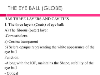 THE EYE BALL (GLOBE)…..
B) The vascular (Middle) layer
-Iris/Ciliary body/Choroid--------Uveal tissues.
-Brown to dark-bro...