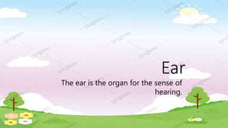 Ear
The ear is the organ for the sense of
hearing.
 