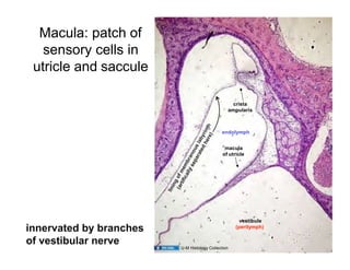 Macula In Ear Ear histology.pptx