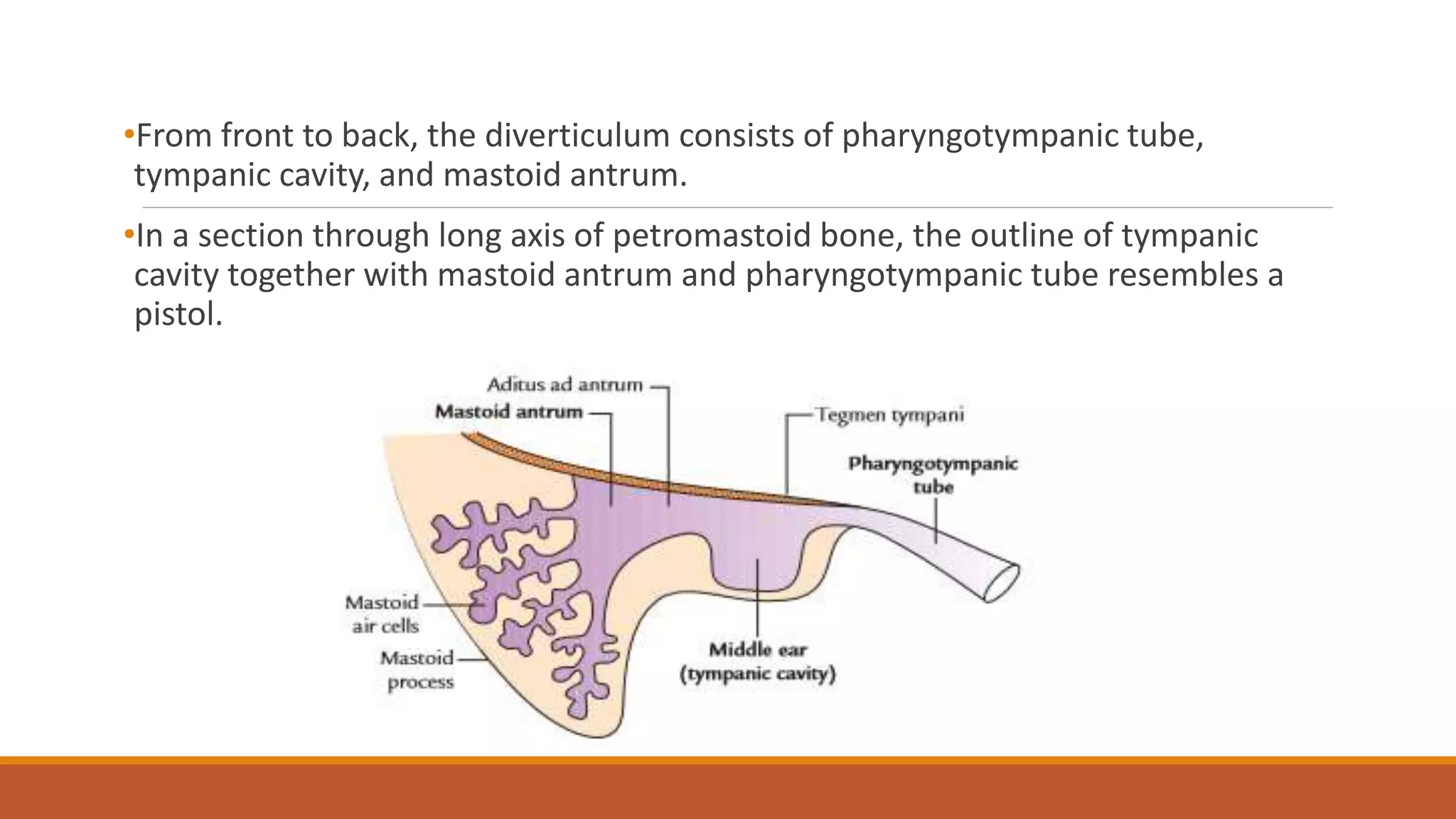•From front to back, the diverticulum consists of pharyngotympanic tube,
tympanic cavity, and mastoid antrum.
•In a section through long axis of petromastoid bone, the outline of tympanic
cavity together with mastoid antrum and pharyngotympanic tube resembles a
pistol.
 
