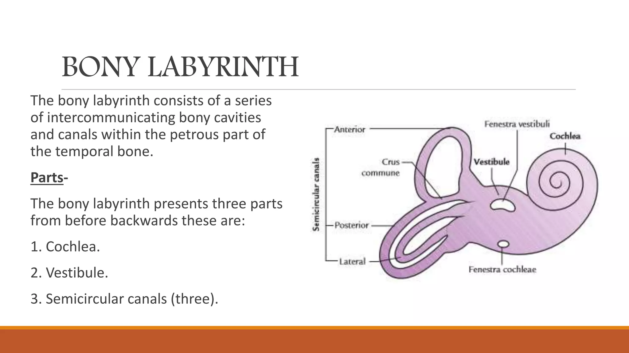 BONY LABYRINTH
The bony labyrinth consists of a series
of intercommunicating bony cavities
and canals within the petrous part of
the temporal bone.
Parts-
The bony labyrinth presents three parts
from before backwards these are:
1. Cochlea.
2. Vestibule.
3. Semicircular canals (three).
 