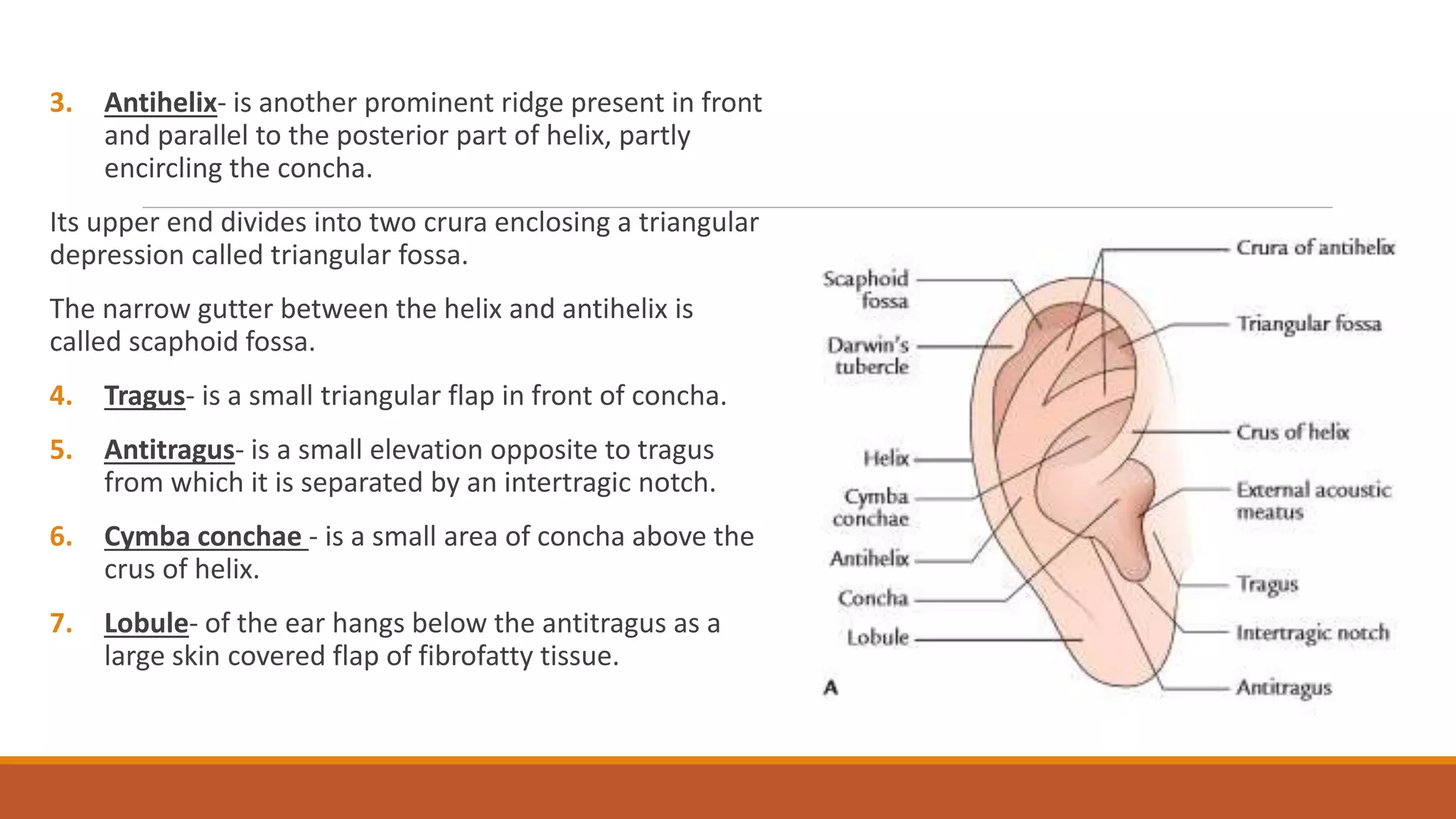 3. Antihelix- is another prominent ridge present in front
and parallel to the posterior part of helix, partly
encircling the concha.
Its upper end divides into two crura enclosing a triangular
depression called triangular fossa.
The narrow gutter between the helix and antihelix is
called scaphoid fossa.
4. Tragus- is a small triangular flap in front of concha.
5. Antitragus- is a small elevation opposite to tragus
from which it is separated by an intertragic notch.
6. Cymba conchae - is a small area of concha above the
crus of helix.
7. Lobule- of the ear hangs below the antitragus as a
large skin covered flap of fibrofatty tissue.
 