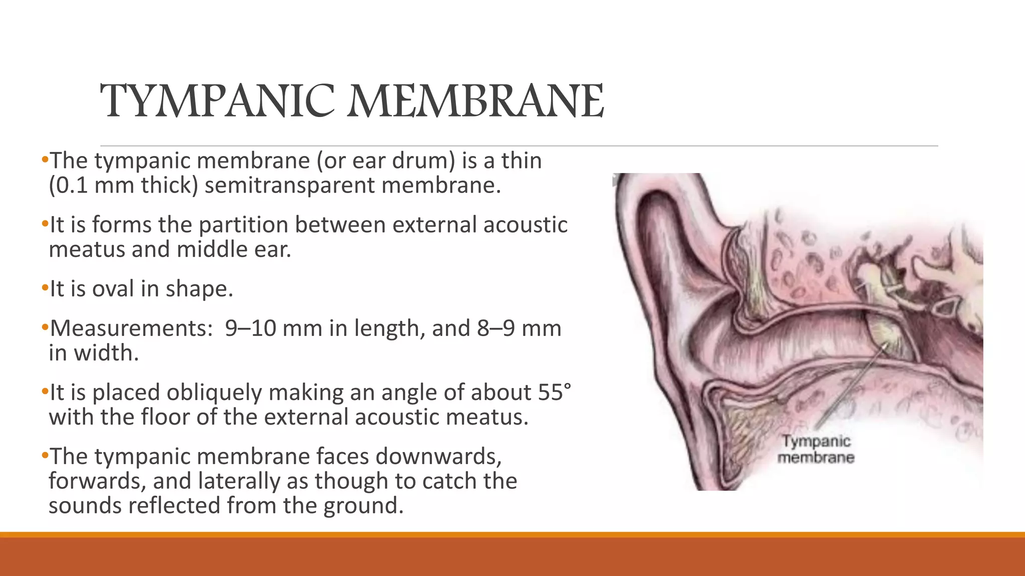 TYMPANIC MEMBRANE
•The tympanic membrane (or ear drum) is a thin
(0.1 mm thick) semitransparent membrane.
•It is forms the partition between external acoustic
meatus and middle ear.
•It is oval in shape.
•Measurements: 9–10 mm in length, and 8–9 mm
in width.
•It is placed obliquely making an angle of about 55°
with the floor of the external acoustic meatus.
•The tympanic membrane faces downwards,
forwards, and laterally as though to catch the
sounds reflected from the ground.
 