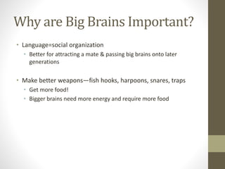 Why are Big Brains Important?
• Language=social organization
• Better for attracting a mate & passing big brains onto later
generations
• Make better weapons—fish hooks, harpoons, snares, traps
• Get more food!
• Bigger brains need more energy and require more food
 