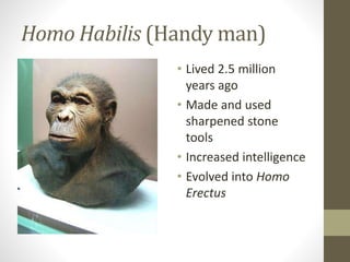 Homo Habilis (Handy man)
• Lived 2.5 million
years ago
• Made and used
sharpened stone
tools
• Increased intelligence
• Evolved into Homo
Erectus
 