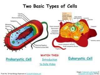 Two Basic Types of Cells
Eukaryotic Cell
Prokaryotic Cell
Images: Prokaryotic cell diagram &
Eukaryotic cell diagram, M. Ruiz
From the Virtual Biology Classroom on ScienceProfOnline.com
WATCH THIS!
Introduction
to Cells Video
 