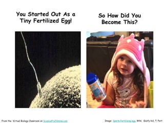 You Started Out As a
Tiny Fertilized Egg!
From the Virtual Biology Classroom on ScienceProfOnline.com
So How Did You
Become This?
Image: Sperm fertilizing egg, Wiki; Goofy kid, T. Port
 