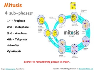 Mitosis
4 sub-phases:
1st – Prophase
2nd – Metaphase
3rd – Anaphase
4th – Telophase
followed by
Cytokinesis
Secret to remembering phases in order…
From the Virtual Biology Classroom on ScienceProfOnline.com
Image: Mitosis diagram, Marek Kultys
 