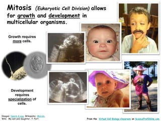 Images: Sperm & egg, Wikipedia;; Morula,
Wiki; My son and daughter, T. Port
Mitosis (Eukaryotic Cell Division) allows
for growth and development in
multicellular organisms.
From the Virtual Cell Biology Classroom on ScienceProfOnline.com
Growth requires
more cells.
Development
requires
specialization of
cells.
 