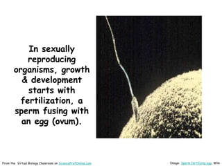 In sexually
reproducing
organisms, growth
& development
starts with
fertilization, a
sperm fusing with
an egg (ovum).
From the Virtual Biology Classroom on ScienceProfOnline.com Image: Sperm fertilizing egg, Wiki
 