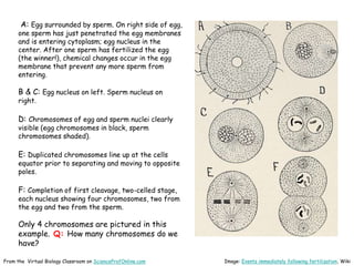 Image: Events immediately following fertilization, Wiki
From the Virtual Biology Classroom on ScienceProfOnline.com
A: Egg surrounded by sperm. On right side of egg,
one sperm has just penetrated the egg membranes
and is entering cytoplasm; egg nucleus in the
center. After one sperm has fertilized the egg
(the winner!), chemical changes occur in the egg
membrane that prevent any more sperm from
entering.
B & C: Egg nucleus on left. Sperm nucleus on
right.
D: Chromosomes of egg and sperm nuclei clearly
visible (egg chromosomes in black, sperm
chromosomes shaded).
E: Duplicated chromosomes line up at the cells
equator prior to separating and moving to opposite
poles.
F: Completion of first cleavage, two-celled stage,
each nucleus showing four chromosomes, two from
the egg and two from the sperm.
Only 4 chromosomes are pictured in this
example. Q: How many chromosomes do we
have?
 