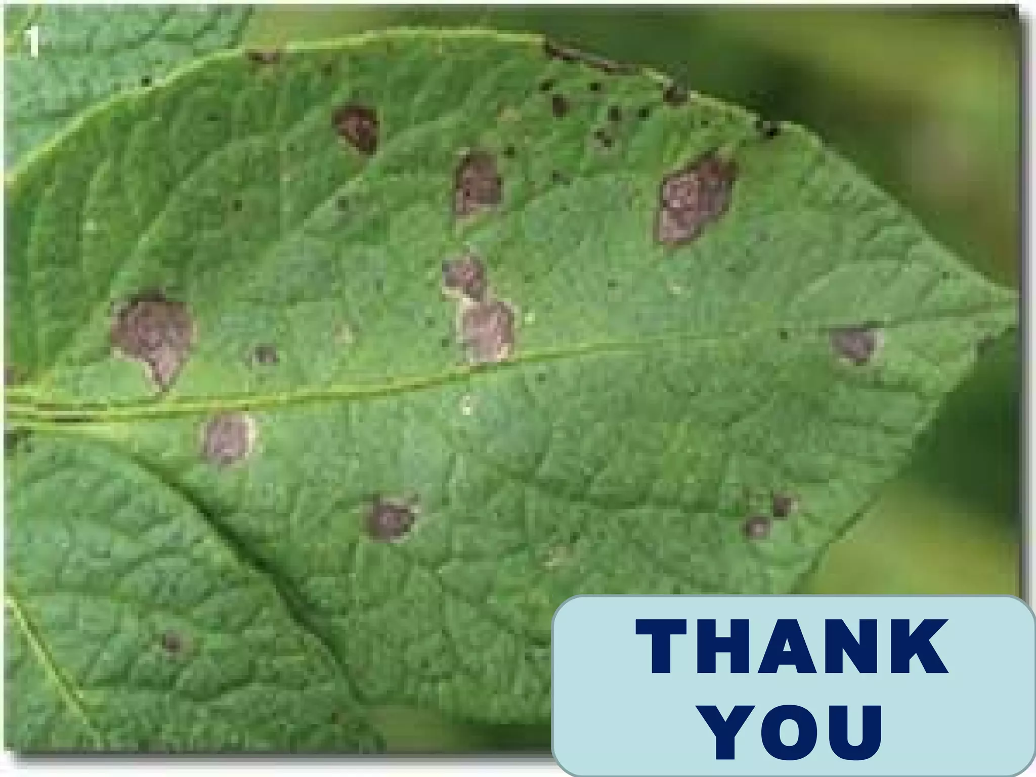 Early blight of potato PPT