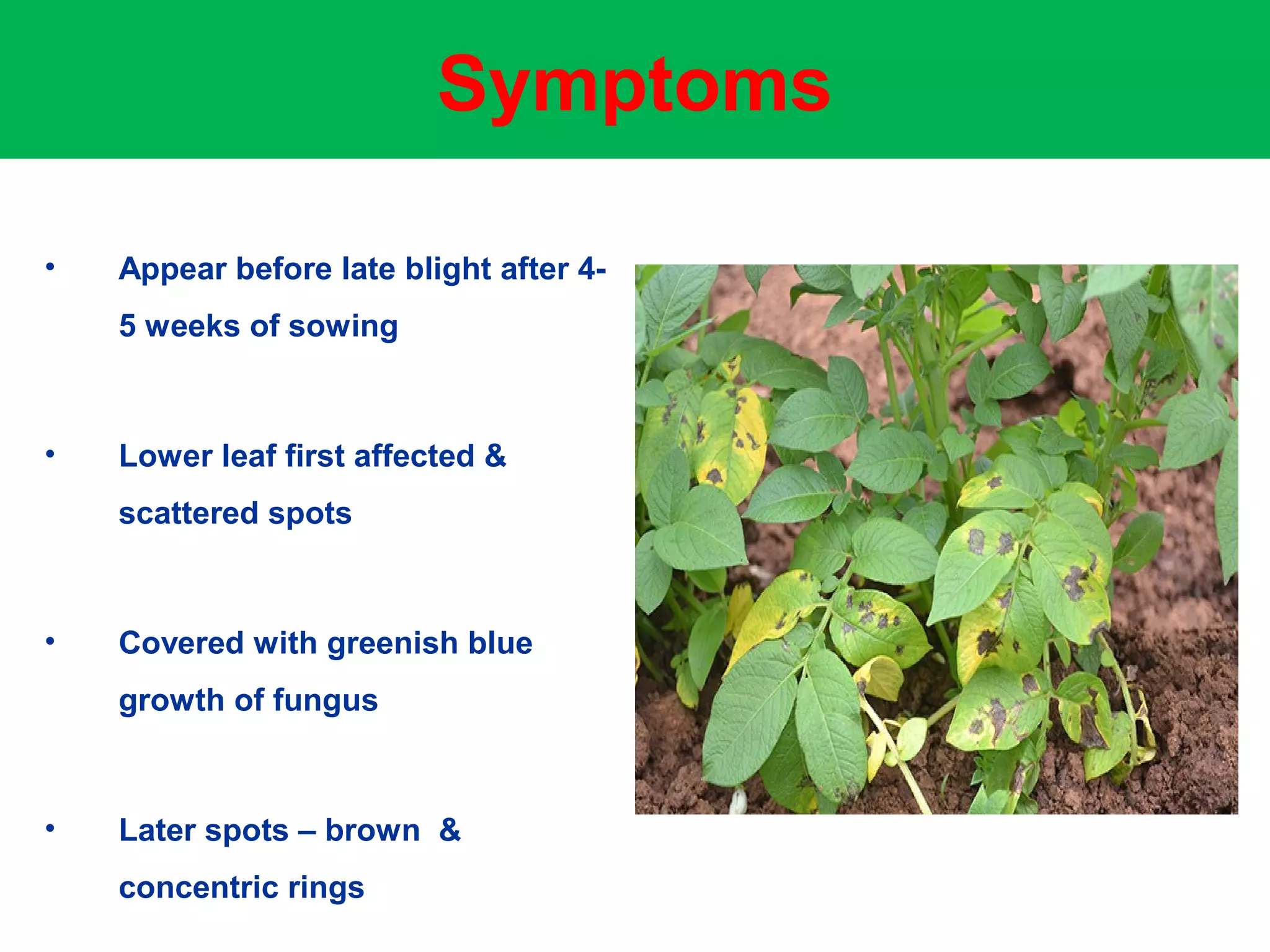 Early blight of potato PPT