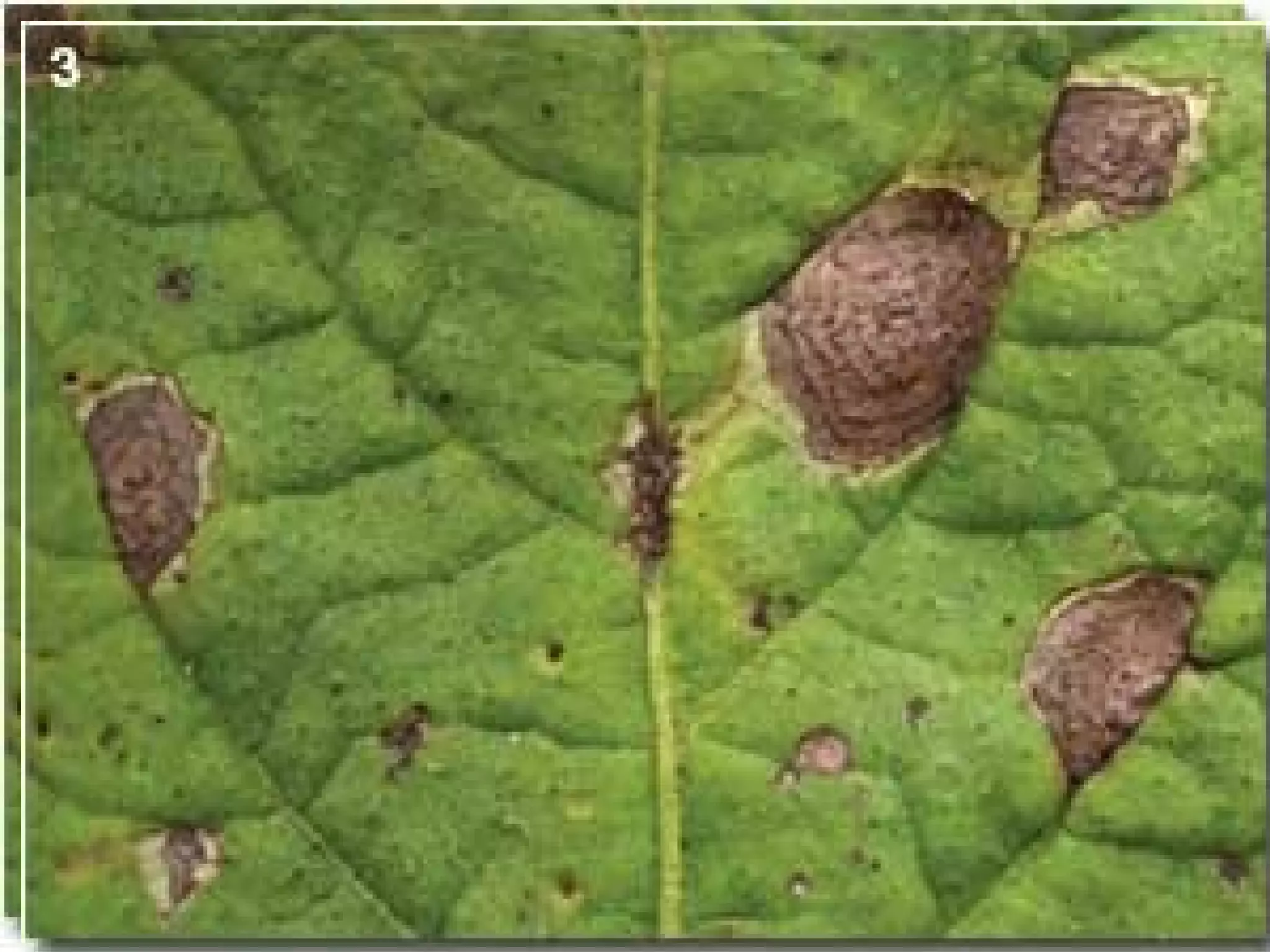 Early blight of potato PPT
