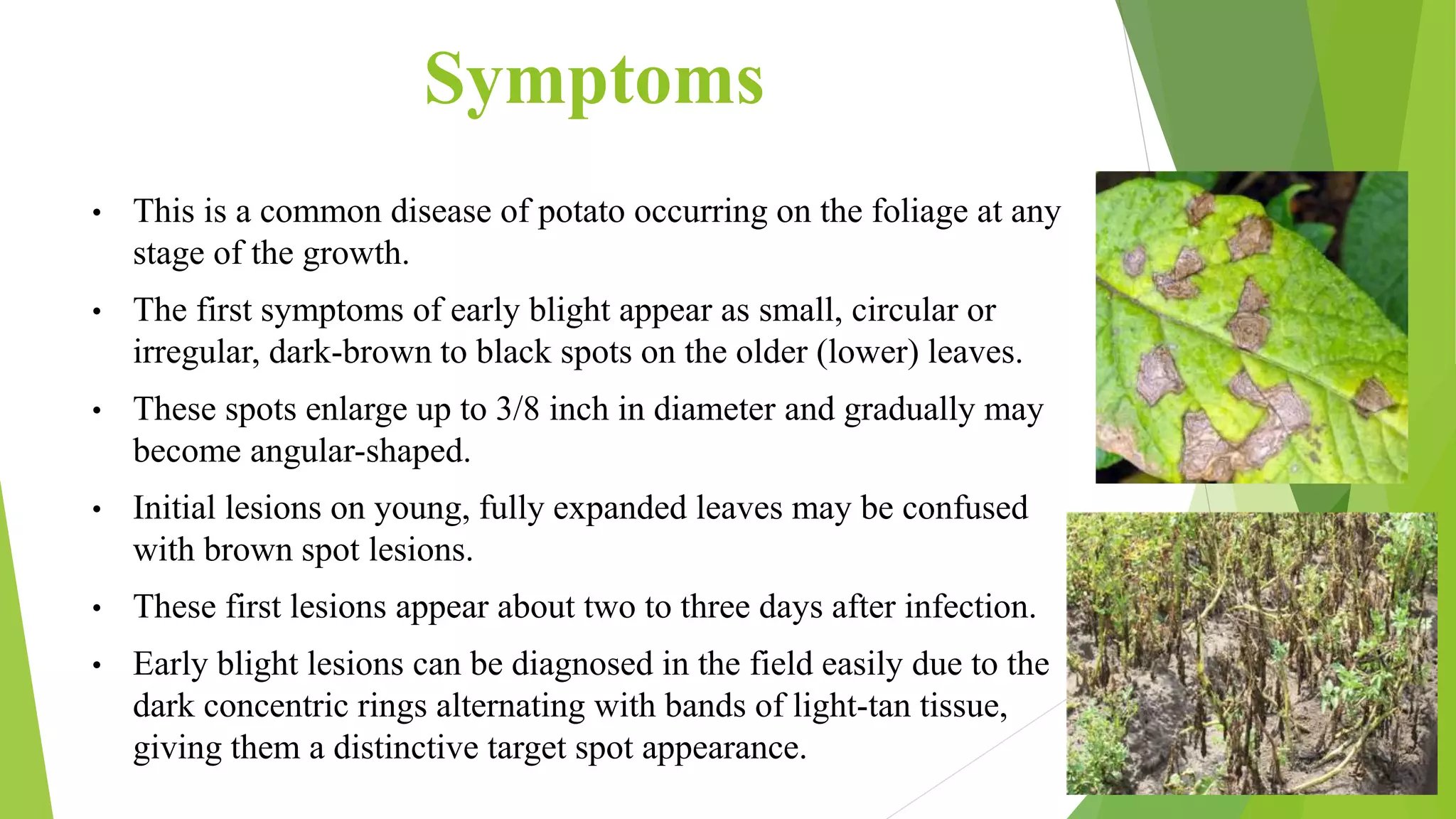 Early blight of potato PPT