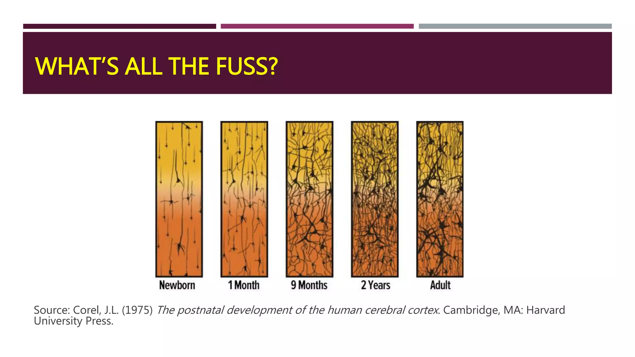 WHAT’S ALL THE FUSS?
Source: Corel, J.L. (1975) The postnatal development of the human cerebral cortex. Cambridge, MA: Harvard
University Press.
 