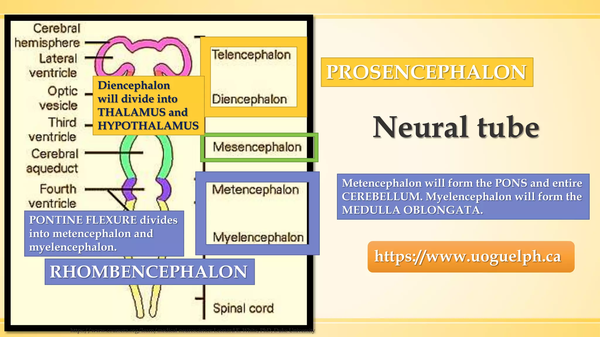 Neural tube
https://www.uoguelph.ca
PROSENCEPHALON
RHOMBENCEPHALON
https://www.coursera.org/learn/medical-neuroscience: Leonard E. White, PhD, Duke University
Metencephalon will form the PONS and entire
CEREBELLUM. Myelencephalon will form the
MEDULLA OBLONGATA.
PONTINE FLEXURE divides
into metencephalon and
myelencephalon.
Diencephalon
will divide into
THALAMUS and
HYPOTHALAMUS
 