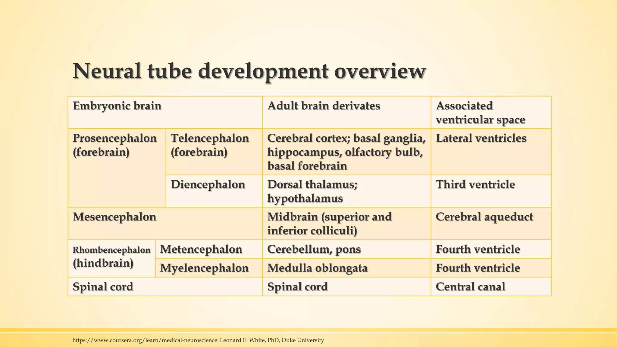 Neural tube development overview
Embryonic brain Adult brain derivates Associated
ventricular space
Prosencephalon
(forebrain)
Telencephalon
(forebrain)
Cerebral cortex; basal ganglia,
hippocampus, olfactory bulb,
basal forebrain
Lateral ventricles
Diencephalon Dorsal thalamus;
hypothalamus
Third ventricle
Mesencephalon Midbrain (superior and
inferior colliculi)
Cerebral aqueduct
Rhombencephalon
(hindbrain)
Metencephalon Cerebellum, pons Fourth ventricle
Myelencephalon Medulla oblongata Fourth ventricle
Spinal cord Spinal cord Central canal
https://www.coursera.org/learn/medical-neuroscience: Leonard E. White, PhD, Duke University
 