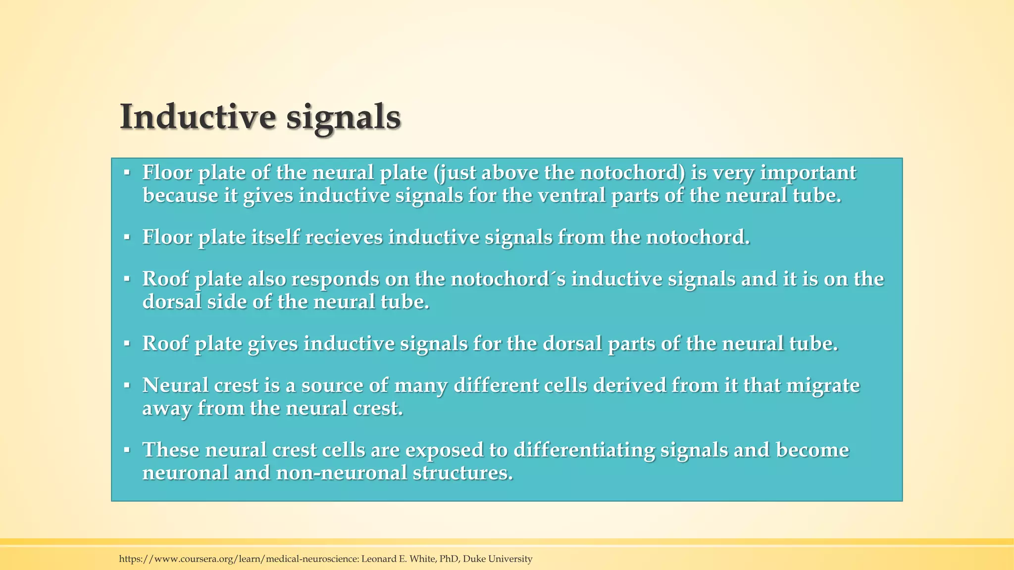 Inductive signals
▪ Floor plate of the neural plate (just above the notochord) is very important
because it gives inductive signals for the ventral parts of the neural tube.
▪ Floor plate itself recieves inductive signals from the notochord.
▪ Roof plate also responds on the notochord´s inductive signals and it is on the
dorsal side of the neural tube.
▪ Roof plate gives inductive signals for the dorsal parts of the neural tube.
▪ Neural crest is a source of many different cells derived from it that migrate
away from the neural crest.
▪ These neural crest cells are exposed to differentiating signals and become
neuronal and non-neuronal structures.
https://www.coursera.org/learn/medical-neuroscience: Leonard E. White, PhD, Duke University
 