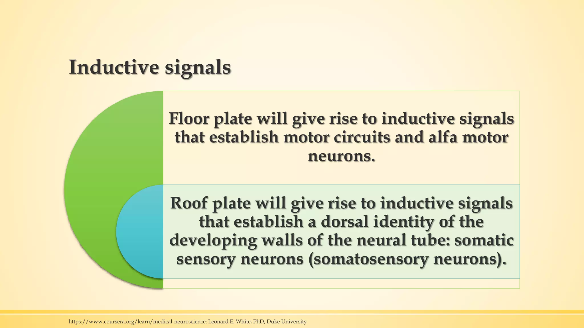 Inductive signals
Floor plate will give rise to inductive signals
that establish motor circuits and alfa motor
neurons.
Roof plate will give rise to inductive signals
that establish a dorsal identity of the
developing walls of the neural tube: somatic
sensory neurons (somatosensory neurons).
https://www.coursera.org/learn/medical-neuroscience: Leonard E. White, PhD, Duke University
 